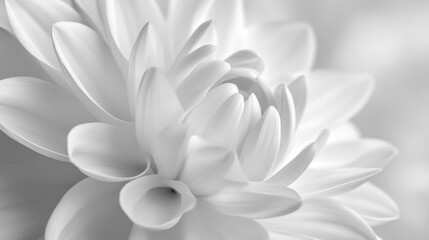 Obraz premium A close-up of a delicate white flower, showcasing intricate petals and soft textures in a monochromatic palette.