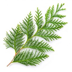 Studio shot of a fresh green cypress branch with needle like leaves, isolated on a white background with full depth of field