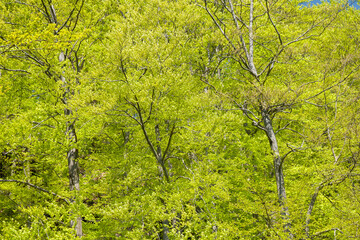 spring in the saxony switzerland