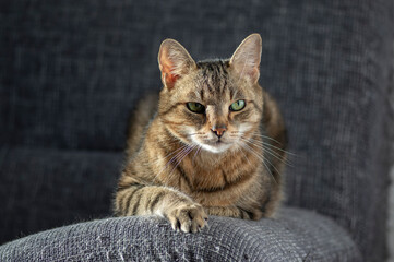 Lazy marbe domestic cat on gray sofa, eye contact, cute smart lime eyes on tabby face, handsome boy