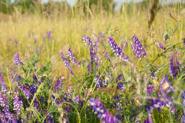 heath in germany in the evening light