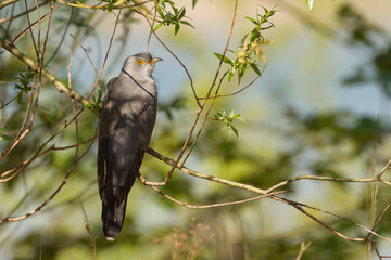 common cuckoo