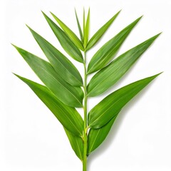 Obraz premium Studio shot of a giant reed branch with long green leaves, isolated on a white background, full depth of field