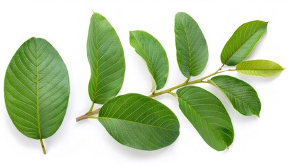 Guava branch adorned with vibrant green leaves resting on a clean white background, showcasing full depth of field and intricate details