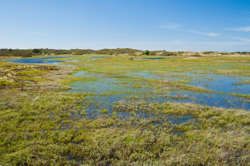 heath landscape in denmark on a sunny day