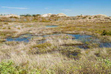 heath landscape in denmark on a sunny day