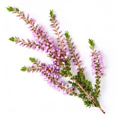 Fototapeta premium Common heather - Calluna vulgaris - branch with small purple flowers, isolated on a white background, full depth of field