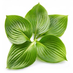 Four vibrant green hosta leaves forming a cluster, isolated on a white background, showcasing their rich color and intricate veins