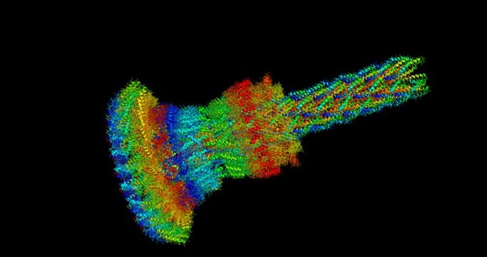 Secretion system needle complex from Salmonella enterica typhimurium 3D molecule, spinning 4K