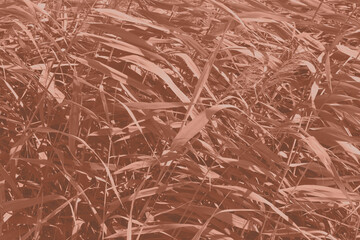 Mocha Mousse grasses with spikelets of beige color close-up. Abstract natural background of soft plants monochrome color 2025.