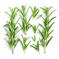 Fresh rosemary sprigs and leaves forming a pattern on a clean white background, ideal for food, culinary or health related projects