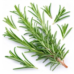 Fototapeta premium Sprigs and leaves of fresh rosemary, creating a visually appealing arrangement against a clean white backdrop