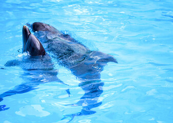 dolphins, swimming, marine animals