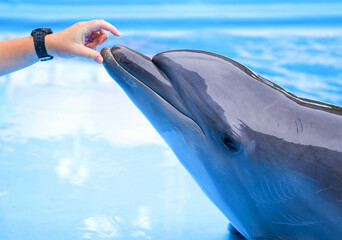 girl  dolphins, fish,marine animals
