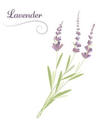 Lavender Branch, Flowers, Bloom, Fashion, Card, Vintage, Isolated