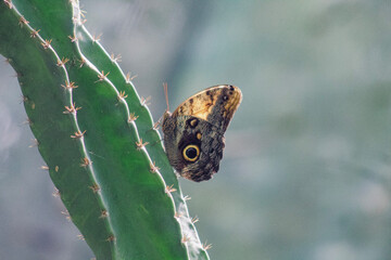 Mariposa