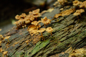 Mundo fungi