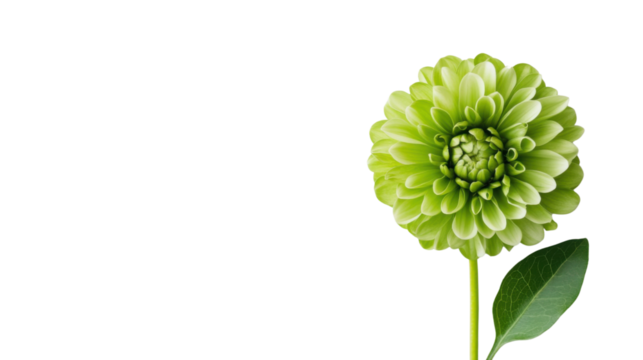 Green flower, transparent background