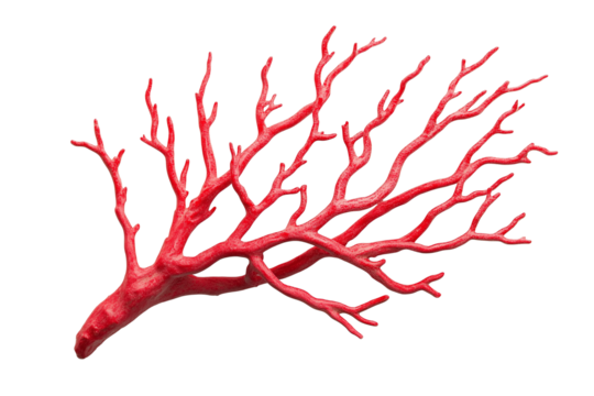 Red coral branch isolated on transparent background