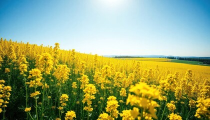 Obraz premium Vast field of blooming mustard flowers displays bright yellow blossoms in spring. Sunny day. Extensive field stretches with vibrant yellow canola plants. Green leaves surround mustard flowers.