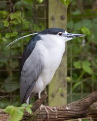 Black crowned white heron. Fish eating bird.