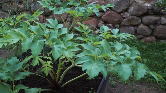 A vibrant garden angelica plant with broad green leaves thrives in a raised planter box, set against a rustic stone wall backdrop, showcasing a thriving garden environment.