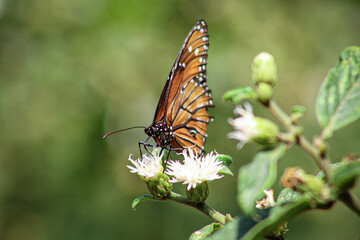 Mariposa
