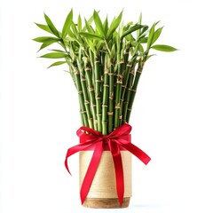 Obraz premium Bamboo plant with red ribbons isolated on white background