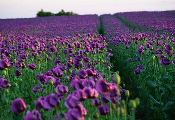 Path in an industrial purple poppy field