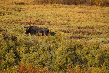 Moose in Nature