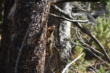 Wildlife in Yellowstone National Park
