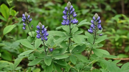 False indigo bush plant with purple flowers in jungle habitat showcasing its edible uses and benefits for insect repellent and soil stabilization