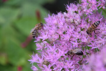 A vibrant macro photograph showing multiple bees bustling around bright pink sedum flowers. The image captures the busy activity of these pollinators as they collect nectar.