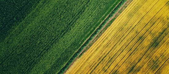 Naklejka premium Aerial view of green and yellow farmland showcasing distinct boundary lines and patterns in crop cultivation and landscape management