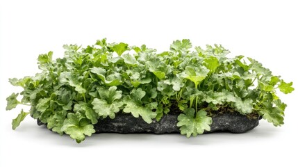Obraz premium Cineraria Senecio cruentus vibrant green foliage on textured stone background natural botanical elements for home decor and landscaping