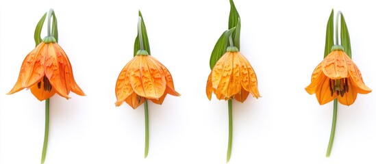 Fototapeta premium Imperial fritillary flower arrangement isolated on white background capturing vibrant orange hues and intricate petal details.