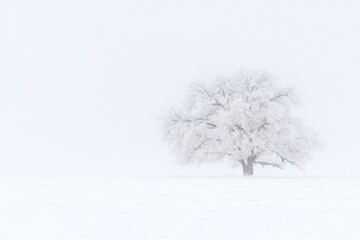 A single tree frames the misty winter shore in monochrome tones.