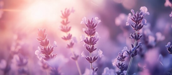 Lavender Field at Sunset with Soft Light Highlighting Purple Blooms and Serenity in Nature