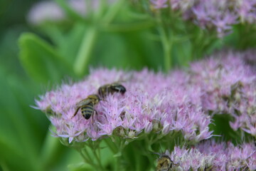  A detailed macro photograph of a honey bee collecting nectar from delicate pink sedum flowers. The image captures the intricate details of both the bee's wings and body.