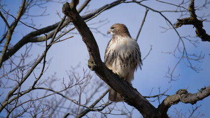 red tailed hawk on branch