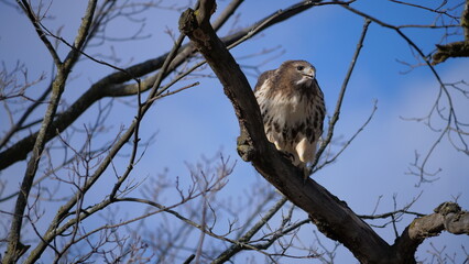 Red tailed hawk on a branch.