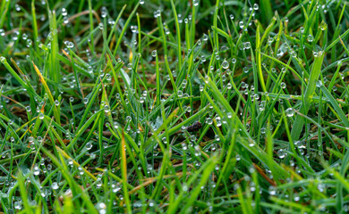 Water droplets on blades of grass, closeup of morning dew on long grass, healthy green lawn closeup