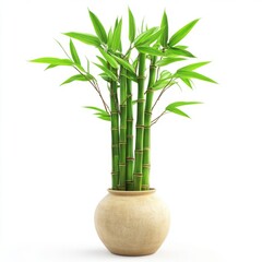 Fototapeta premium Lucky bamboo in a vase isolated on white background
