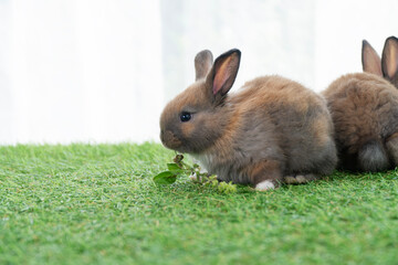 Adorable baby rabbit bunny eating fresh vegetable and timothy grass sitting on green grass over bokeh nature background. Little brown bunny eating timothy grass with vegetable. Easter bunny animal.
