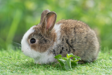 Adorable baby rabbit bunny eating vegetable sitting on green grass spring time over bokeh nature background. Cuddly furry white brown rabbit eat fresh vegetable at outdoor. Easter animal concept.