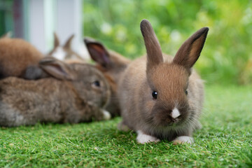 Adorable baby rabbits ears bunny sitting together on the green grass. Family tiny furry baby brown white bunny rabbits playful on the meadow. Easter family animal pet bunny concept.
