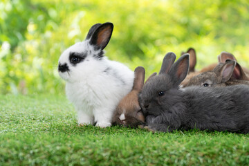 Fluffy curiosity rabbit bunny sitting green grass in spring summer background. Infant dwarf bunny black white rabbit playful on lawn with family together background. Cute animal furry pet concept.