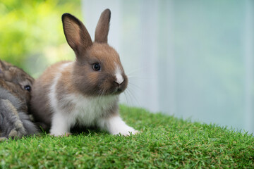 Fluffy curiosity rabbit bunny sitting green grass in spring summer background. Infant dwarf bunny brown white rabbit playful on lawn with white background. Cute animal furry pet concept.