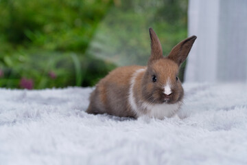 Infant rabbit ears bunny sitting on soft white carpet over green bokeh nature background. Innocence furry bunny brown white rabbit playful alone on white background. Easter holiday animal pat concept.