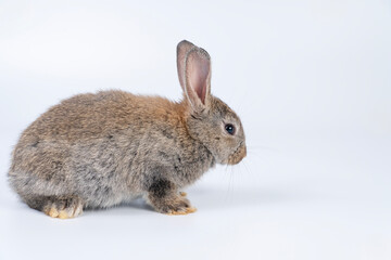 Adorable baby rabbit bunnies brown looking at something sitting over isolated white background. Puppy lovely furry infant brown bunny ears rabbit playful with copy space. Easter bunny animal concept.